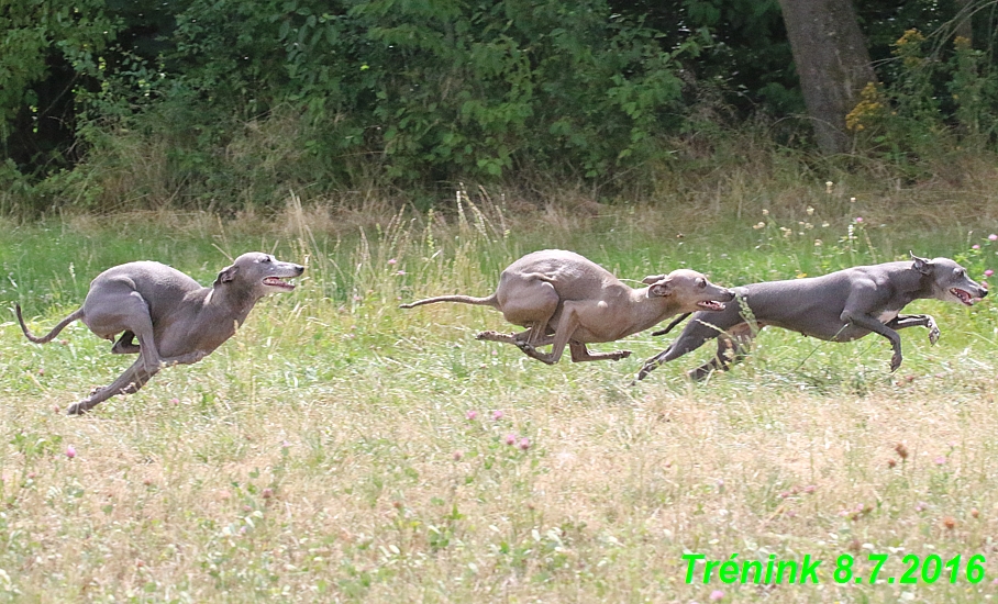 Náš trénink 8.7.2016 Všechny feny, Bertrando,Jesika,Kash (156)