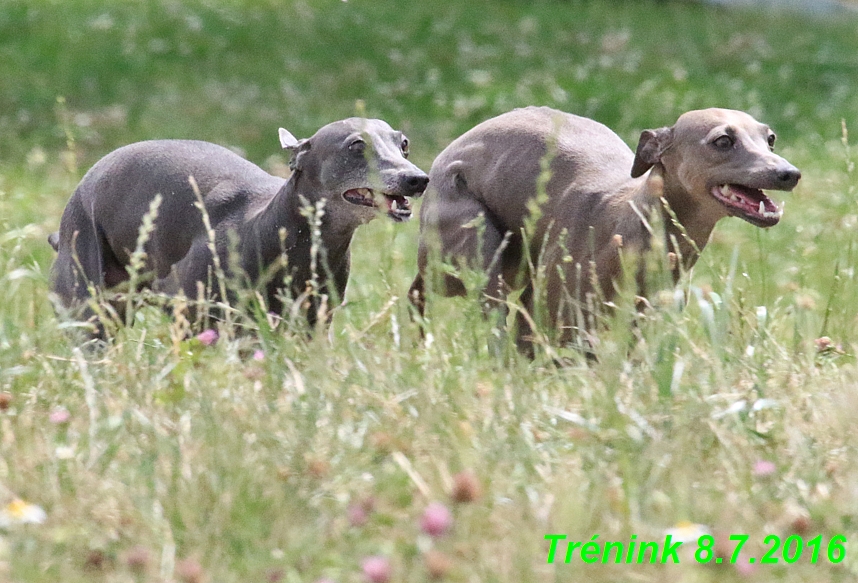 Náš trénink 8.7.2016 Všechny feny, Bertrando,Jesika,Kash (157)