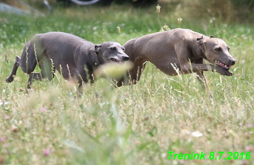 Náš trénink 8.7.2016 Všechny feny, Bertrando,Jesika,Kash (158)