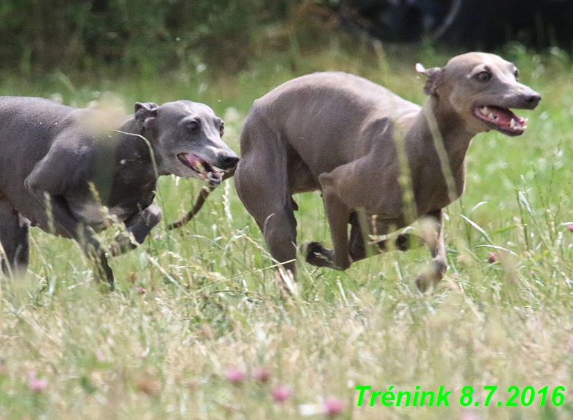 Náš trénink 8.7.2016 Všechny feny, Bertrando,Jesika,Kash (159)