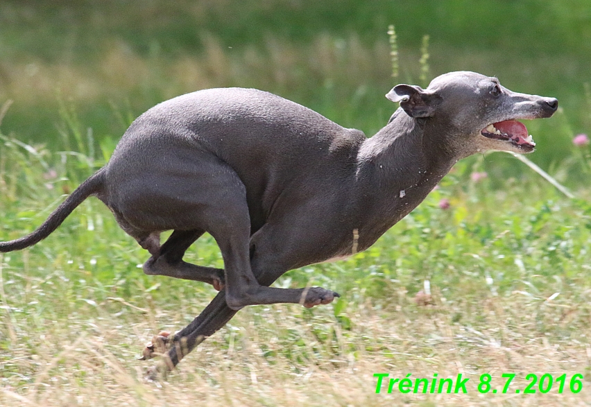 Náš trénink 8.7.2016 Všechny feny, Bertrando,Jesika,Kash (160)