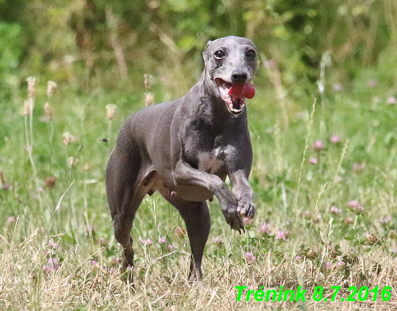 Náš trénink 8.7.2016 Všechny feny, Bertrando,Jesika,Kash (161)