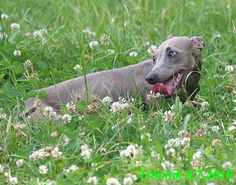 Náš trénink 8.7.2016 Všechny feny, Bertrando,Jesika,Kash (165)