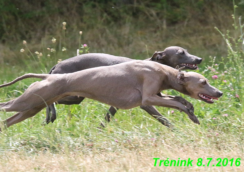 Náš trénink 8.7.2016 Všechny feny, Bertrando,Jesika,Kash (171)