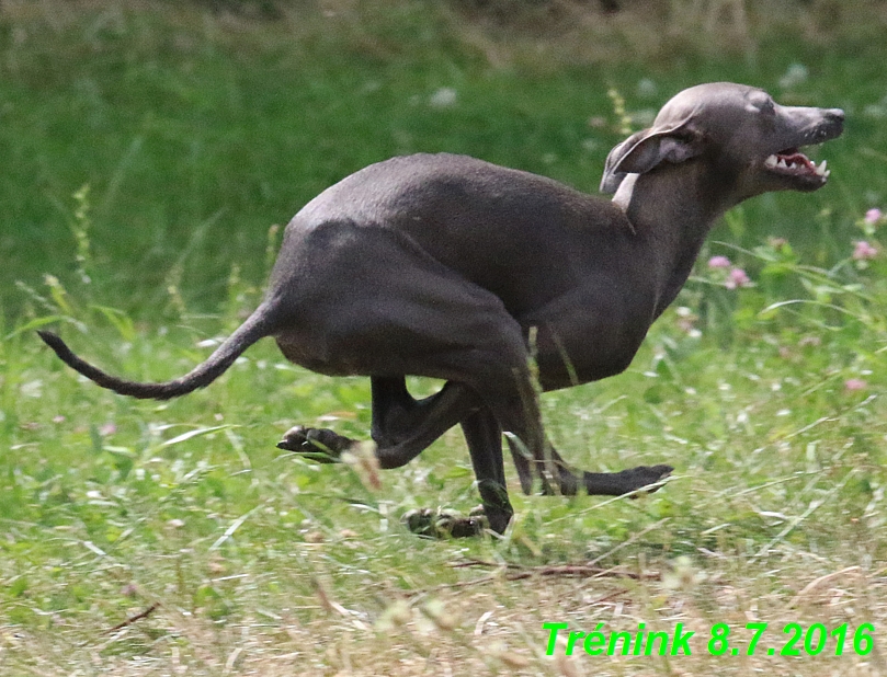 Náš trénink 8.7.2016 Všechny feny, Bertrando,Jesika,Kash (174)