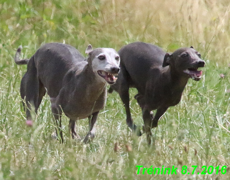 Náš trénink 8.7.2016 Všechny feny, Bertrando,Jesika,Kash (179)