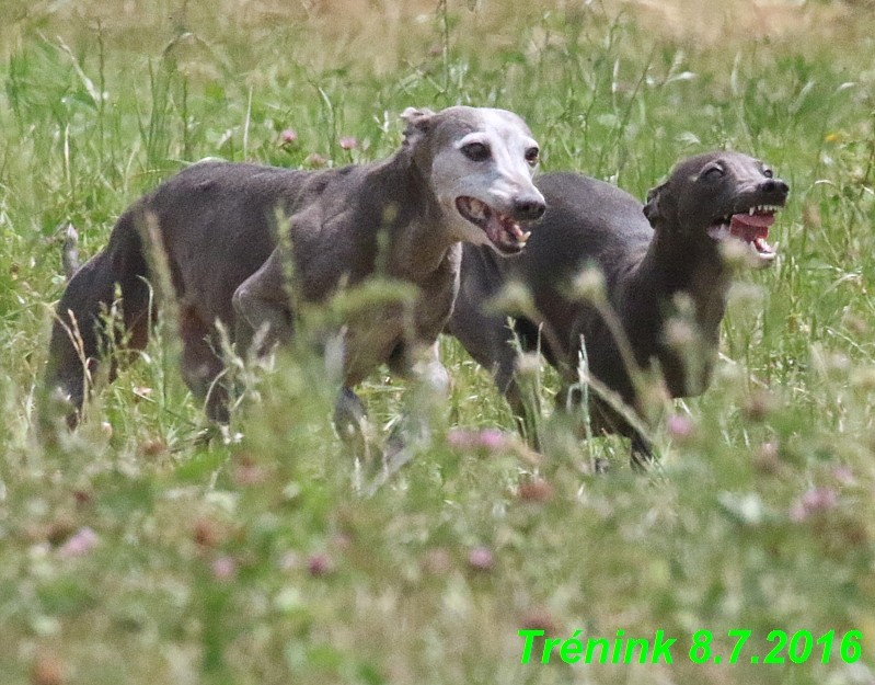 Náš trénink 8.7.2016 Všechny feny, Bertrando,Jesika,Kash (180)