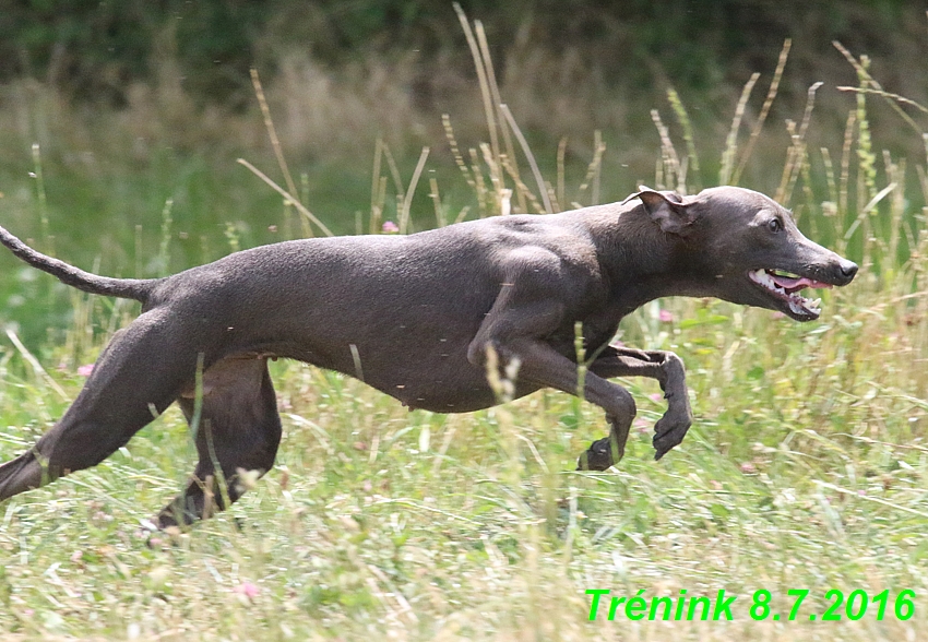 Náš trénink 8.7.2016 Všechny feny, Bertrando,Jesika,Kash (183)