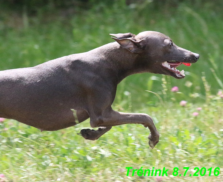 Náš trénink 8.7.2016 Všechny feny, Bertrando,Jesika,Kash (185)