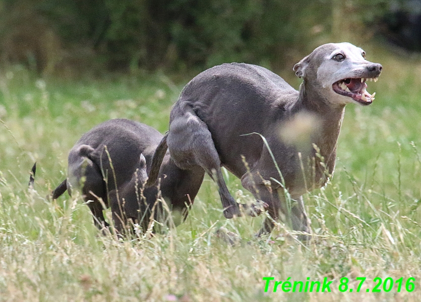 Náš trénink 8.7.2016 Všechny feny, Bertrando,Jesika,Kash (186)