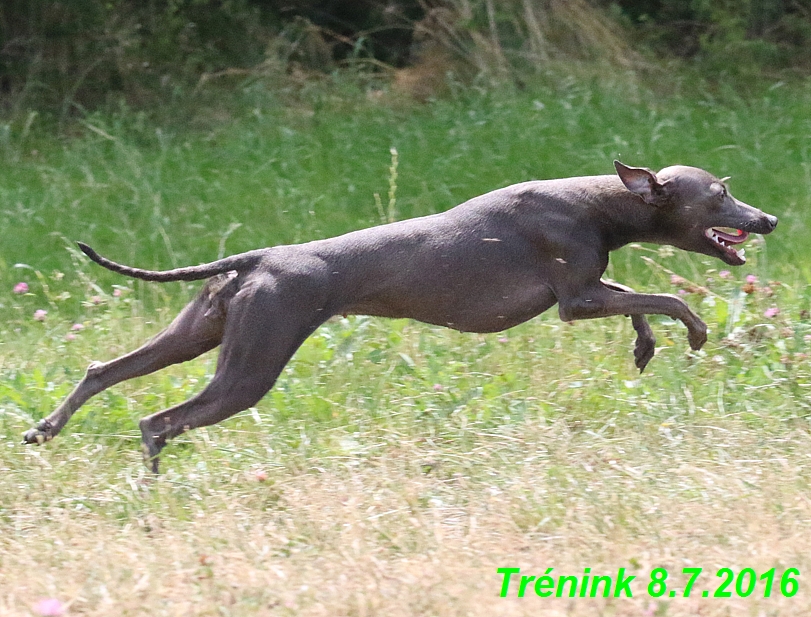 Náš trénink 8.7.2016 Všechny feny, Bertrando,Jesika,Kash (187)