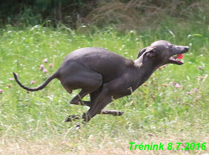 Náš trénink 8.7.2016 Všechny feny, Bertrando,Jesika,Kash (188)