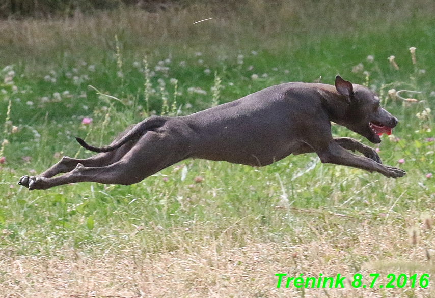 Náš trénink 8.7.2016 Všechny feny, Bertrando,Jesika,Kash (189)