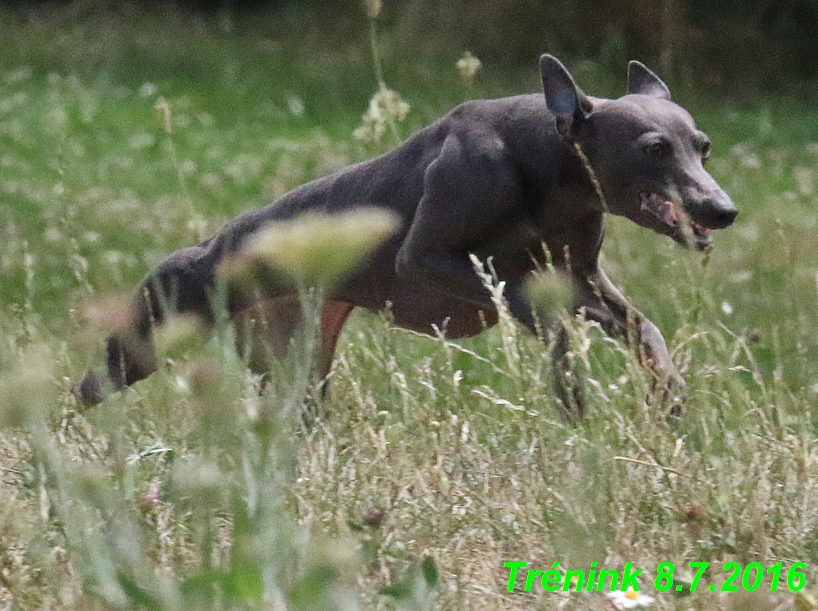 Náš trénink 8.7.2016 Všechny feny, Bertrando,Jesika,Kash (197)