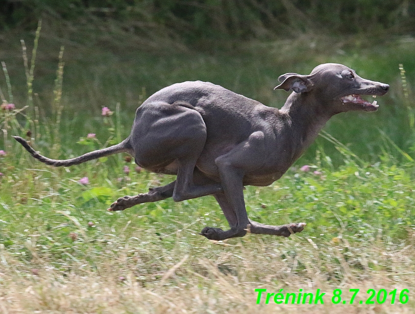 Náš trénink 8.7.2016 Všechny feny, Bertrando,Jesika,Kash (199)