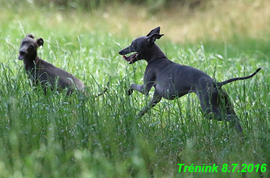 Náš trénink 8.7.2016 Všechny feny, Bertrando,Jesika,Kash (200)