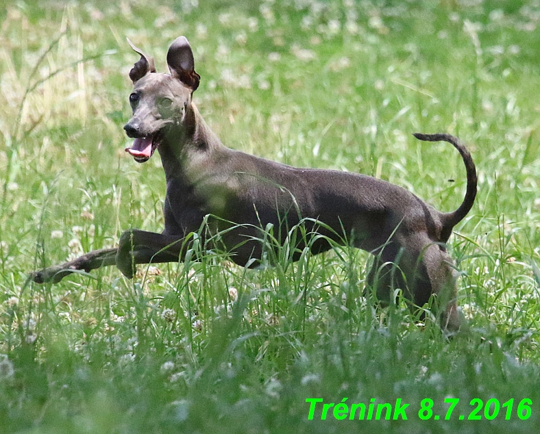 Náš trénink 8.7.2016 Všechny feny, Bertrando,Jesika,Kash (202)