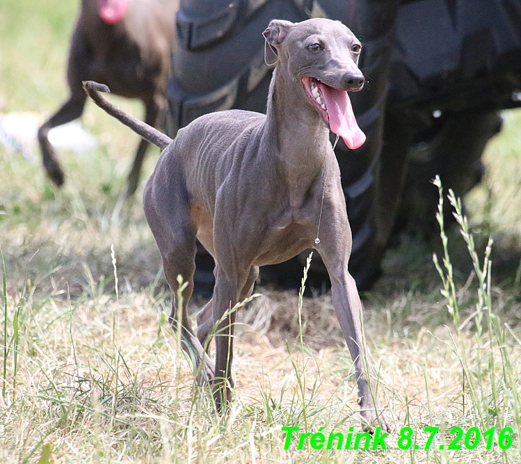 Náš trénink 8.7.2016 Všechny feny, Bertrando,Jesika,Kash (209)