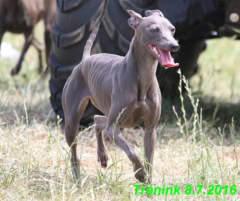 Náš trénink 8.7.2016 Všechny feny, Bertrando,Jesika,Kash (210)