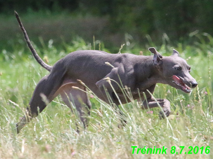 Náš trénink 8.7.2016 Všechny feny, Bertrando,Jesika,Kash (216)