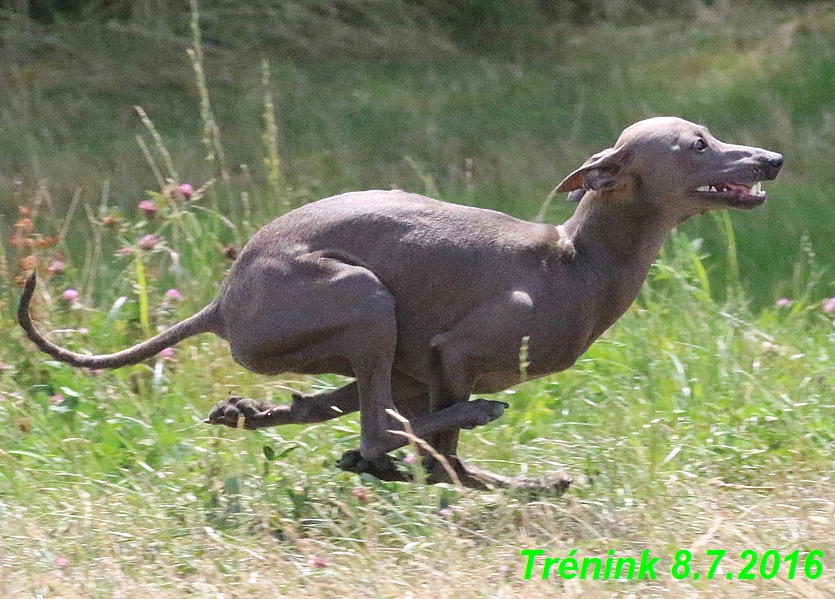 Náš trénink 8.7.2016 Všechny feny, Bertrando,Jesika,Kash (218)