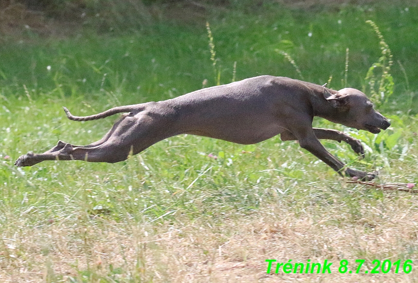 Náš trénink 8.7.2016 Všechny feny, Bertrando,Jesika,Kash (219)