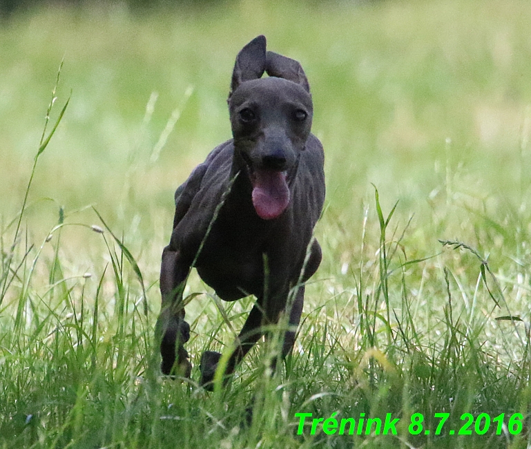 Náš trénink 8.7.2016 Všechny feny, Bertrando,Jesika,Kash (227)