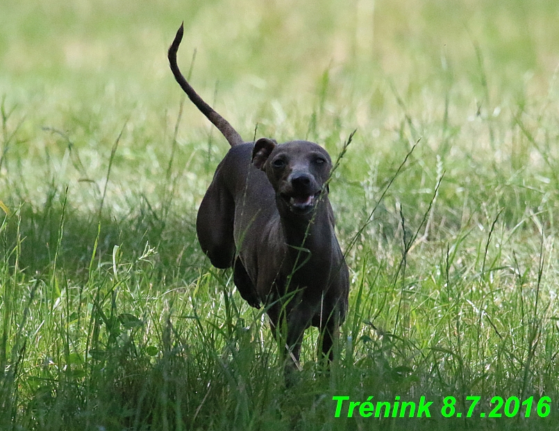 Náš trénink 8.7.2016 Všechny feny, Bertrando,Jesika,Kash (229)