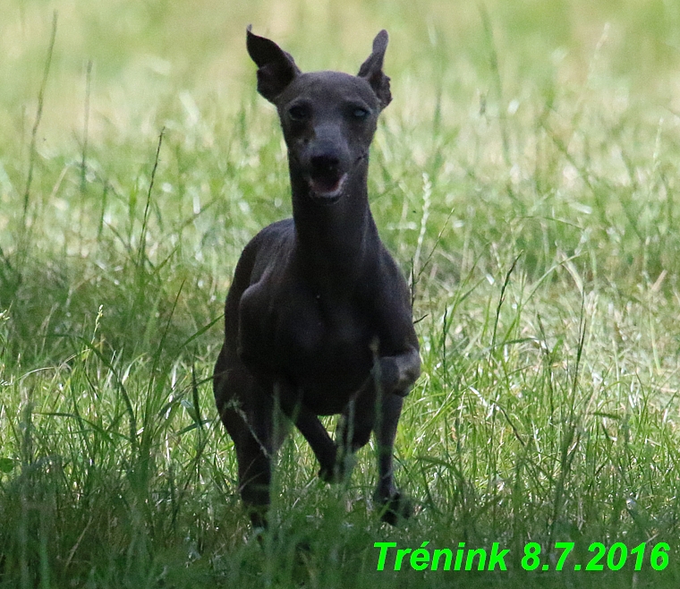 Náš trénink 8.7.2016 Všechny feny, Bertrando,Jesika,Kash (230)