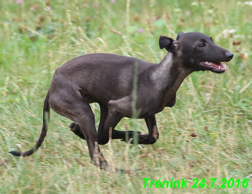 Náš trénink 24.7.2016 všechny feny a Bertrando (33)