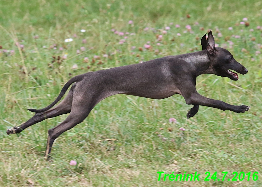 Náš trénink 24.7.2016 všechny feny a Bertrando (34)