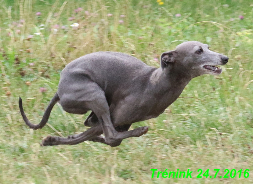 Náš trénink 24.7.2016 všechny feny a Bertrando (47)