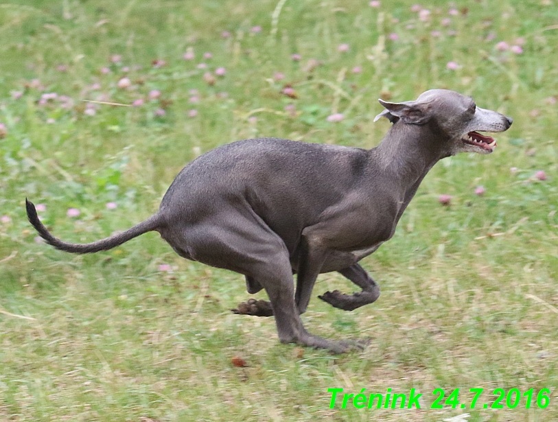 Náš trénink 24.7.2016 všechny feny a Bertrando (49)