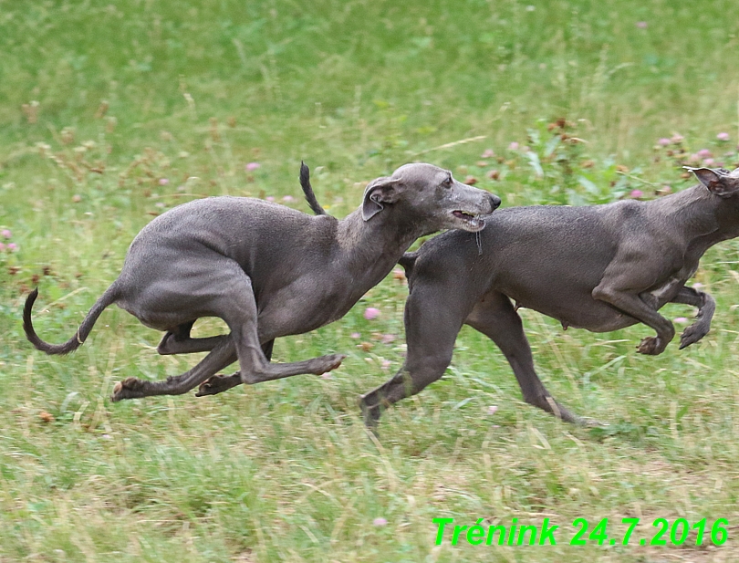 Náš trénink 24.7.2016 všechny feny a Bertrando (57)