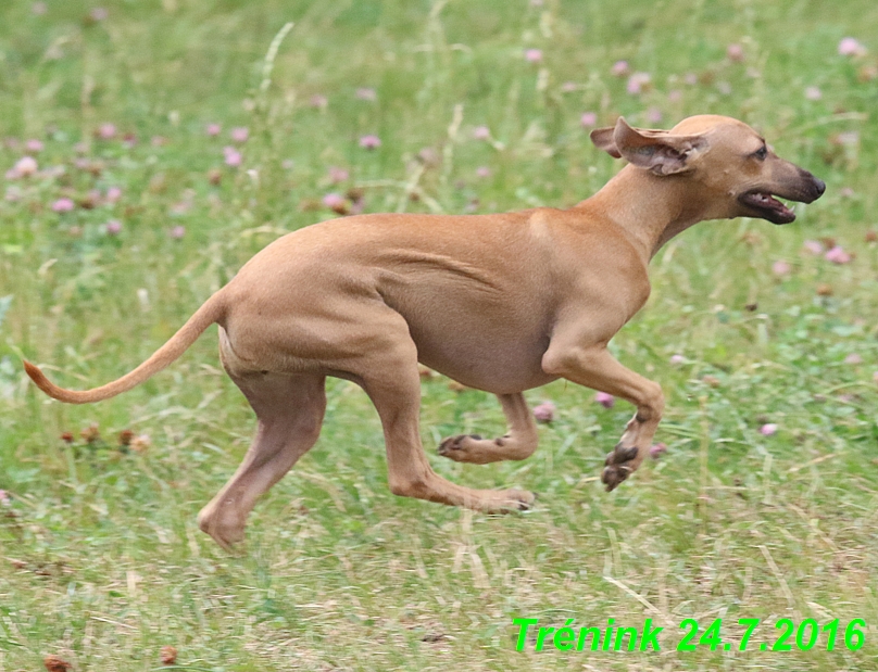 Náš trénink 24.7.2016 všechny feny a Bertrando (69)