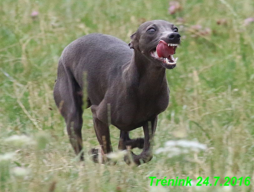 Náš trénink 24.7.2016 všechny feny a Bertrando (80)