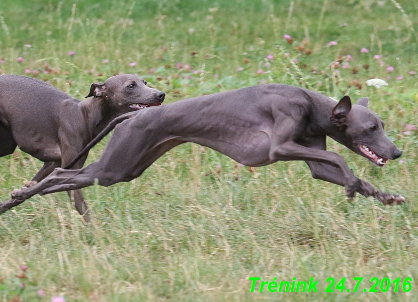 Náš trénink 24.7.2016 všechny feny a Bertrando (85)