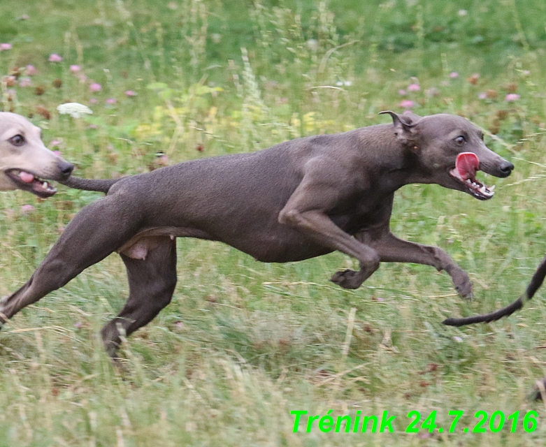 Náš trénink 24.7.2016 všechny feny a Bertrando (86)