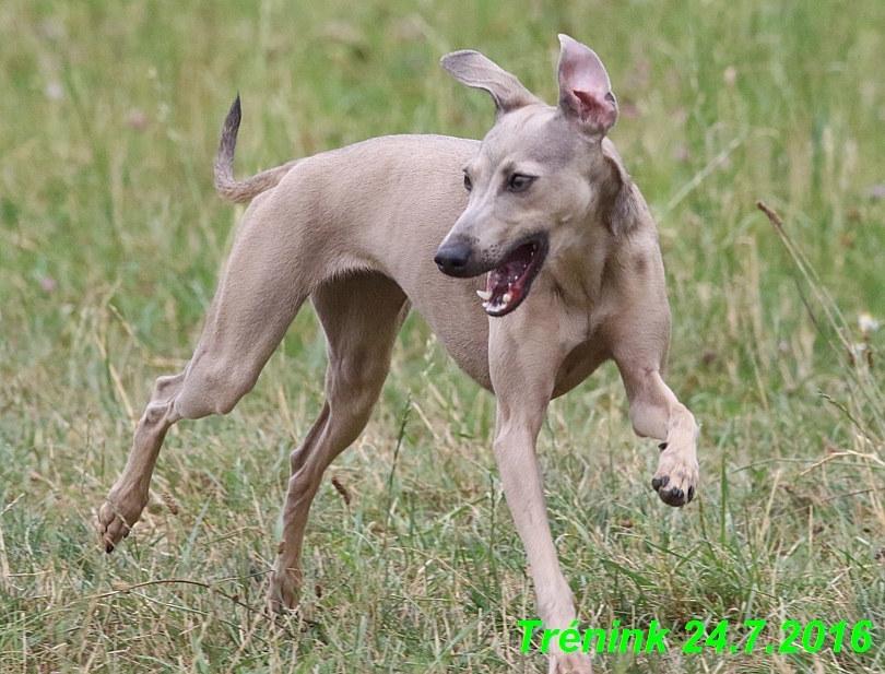 Náš trénink 24.7.2016 všechny feny a Bertrando (100)