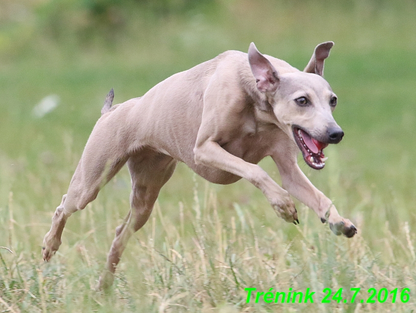 Náš trénink 24.7.2016 všechny feny a Bertrando (106)