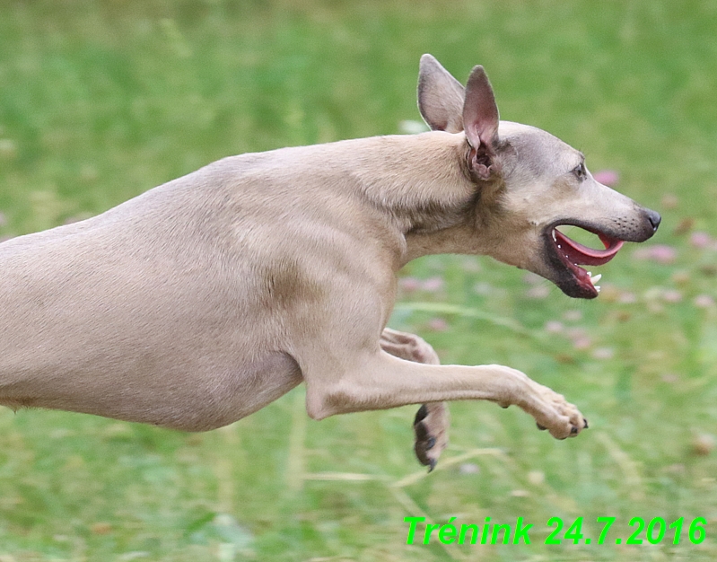 Náš trénink 24.7.2016 všechny feny a Bertrando (107)