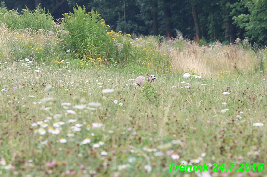 Náš trénink 24.7.2016 všechny feny a Bertrando (110)