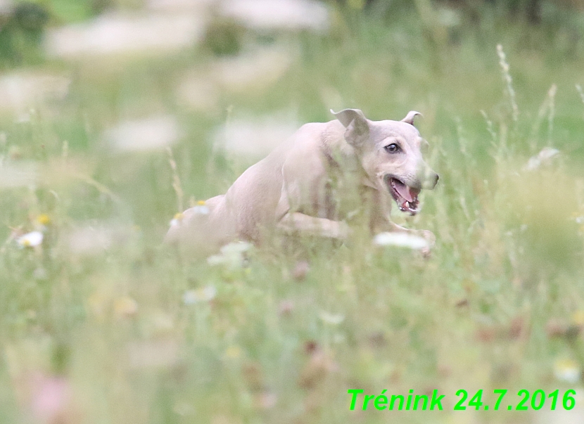 Náš trénink 24.7.2016 všechny feny a Bertrando (111)