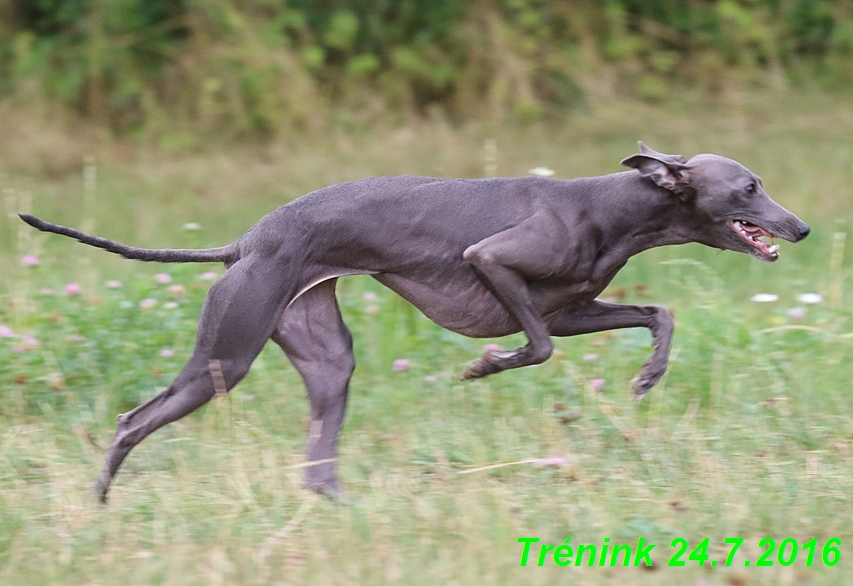 Náš trénink 24.7.2016 všechny feny a Bertrando (113)