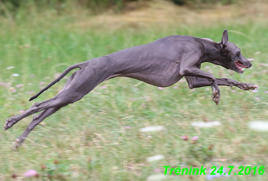 Náš trénink 24.7.2016 všechny feny a Bertrando (114)