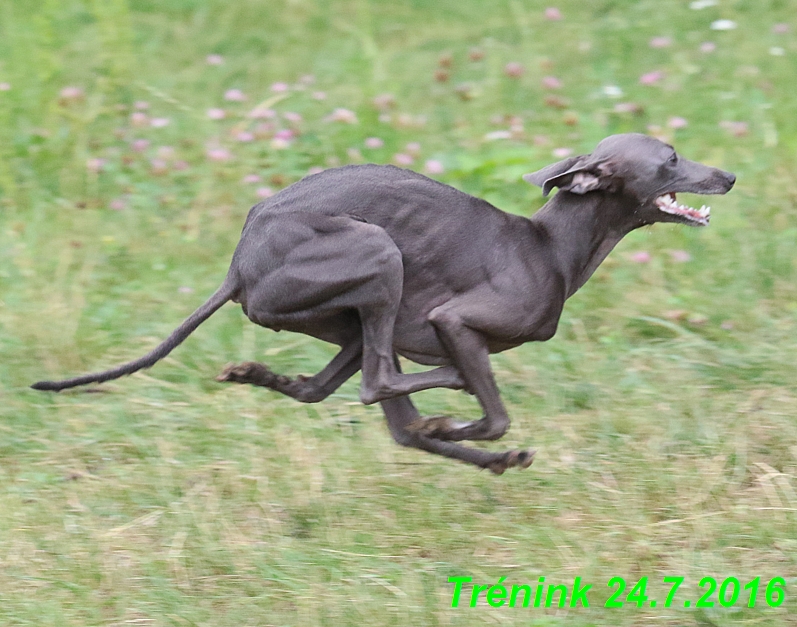 Náš trénink 24.7.2016 všechny feny a Bertrando (118)