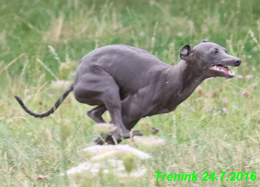 Náš trénink 24.7.2016 všechny feny a Bertrando (127)