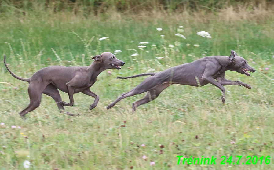 Náš trénink 24.7.2016 všechny feny a Bertrando (130)