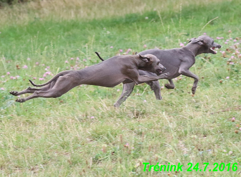 Náš trénink 24.7.2016 všechny feny a Bertrando (132)