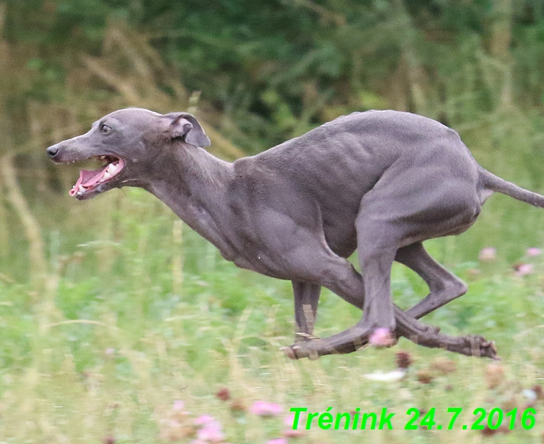 Náš trénink 24.7.2016 všechny feny a Bertrando (133)